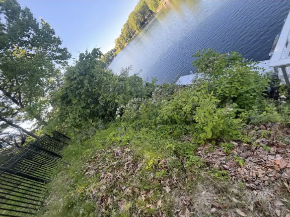 Overgrown vegetation covering a sloped lakeside bank before clearing work