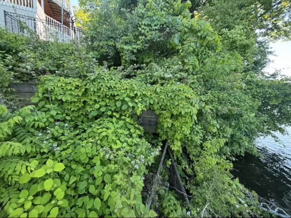 Dense brush and vines growing over a lakeside retaining wall before removal